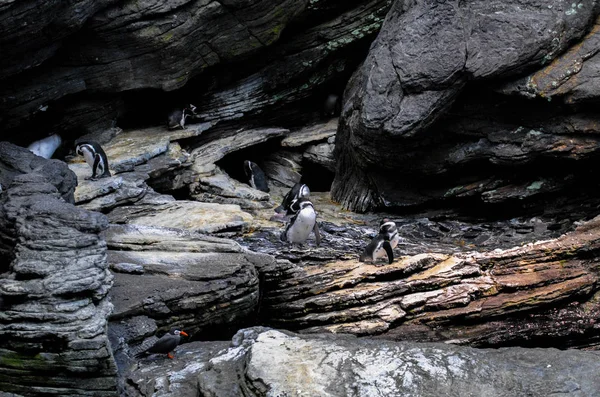 African penguins in the aquarium. The photo is well suited to demonstrate the environment in which African penguins live.