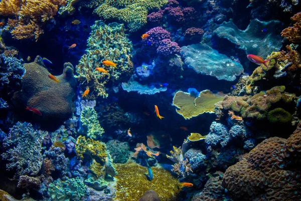 Beautiful algae and corals with bright colorful fish in the aquarium