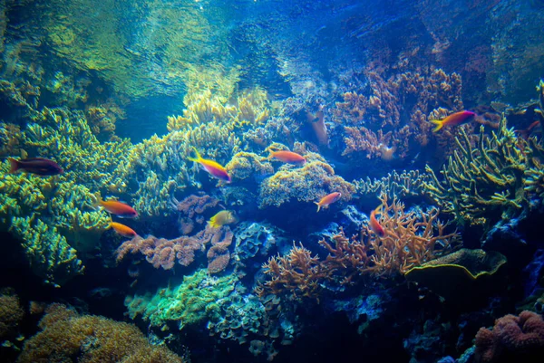 Beautiful algae and corals with bright colorful fish in the aquarium