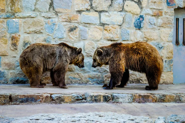 A pair of beautiful brown bears posing for the camera at the Lisbon Zoo