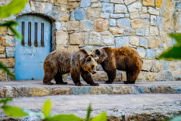 Lizbon Hayvanat Bahçesi 'nde kameraya poz veren iki güzel kahverengi ayı.