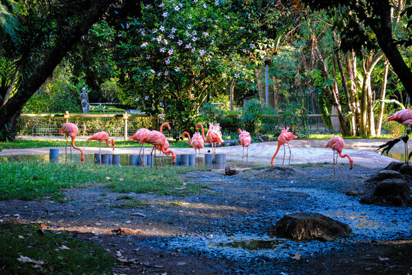 Маленькая Красивая Стая Красных Фламинго Отдыхает Лиссабонском Зоопарке Стоковое Фото