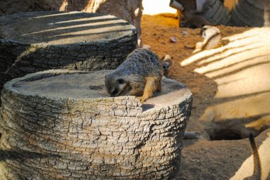 Komik dağ sıçanları tüm aile ile birlikte kendi bölgelerinde dinleniyor.