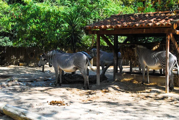 Bir zebra sürüsü arazisinde saman olan bir yemliğin yanında otlar.