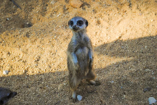 Lustige Murmeltiere Ruhen Mit Der Ganzen Familie Auf Ihrem Revier — Stockfoto