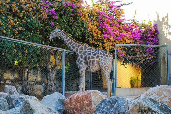 Eine Schöne Erwachsene Giraffe Ruht Und Posiert Vor Der Kamera — Stockfoto