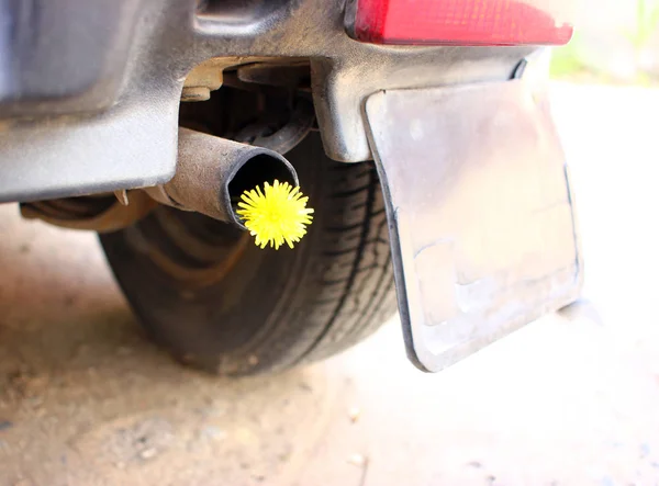 Exhaust pipe for cars with yellow flowers. Conceptual photo of biofuel. Fighting the pollution of the atmosphere by the exhaust gases of engines