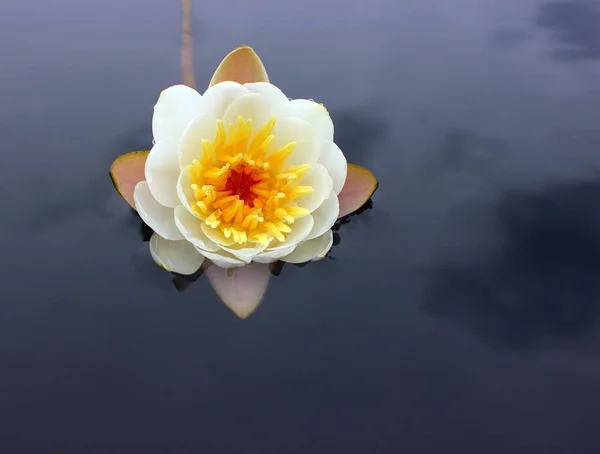 Bir sakin karanlık orman Göl yüzeyinde bir Beyaz nilüfer hassas yaprakları çiçek yaprakları