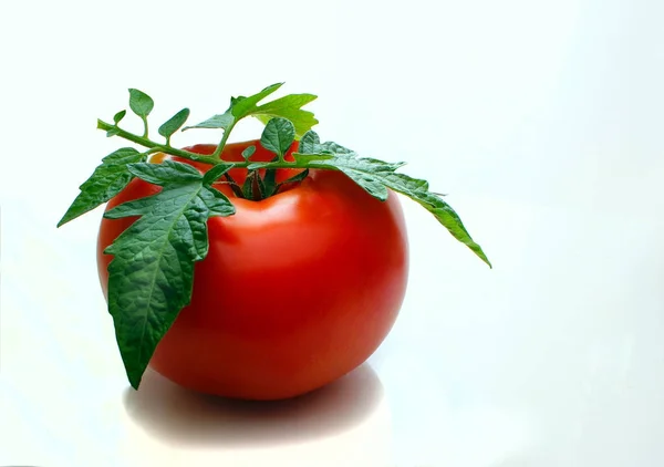 Całkowicie Dojrzałe Soczyste Świeże Jasny Czerwony Pomidor Zielonych Liści Smaczne — Zdjęcie stockowe