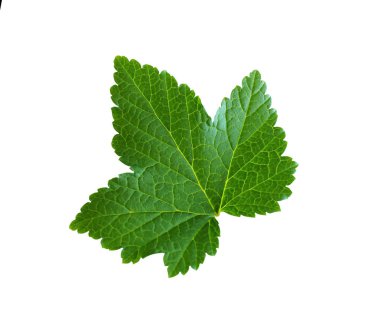 Frenk üzümü izole kırpma yolu altında beyaz bir arka plan üzerinde bir levha