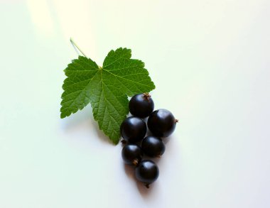 Berry Siyah frenk üzümü, yeşil yaprak hafif bir arka plan üzerinde