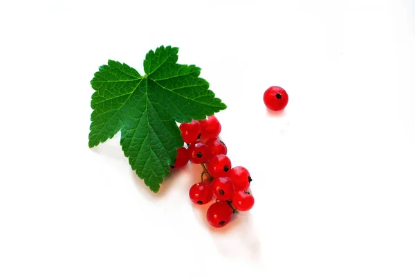 Grosella Roja Bayas Hoja Verde Sobre Fondo Claro — Foto de Stock