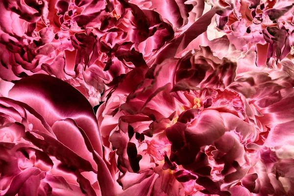 Fraktal öğeleri tasarımınız için soyut. Zarif ve şık gizemli çiçek eğreltiotu