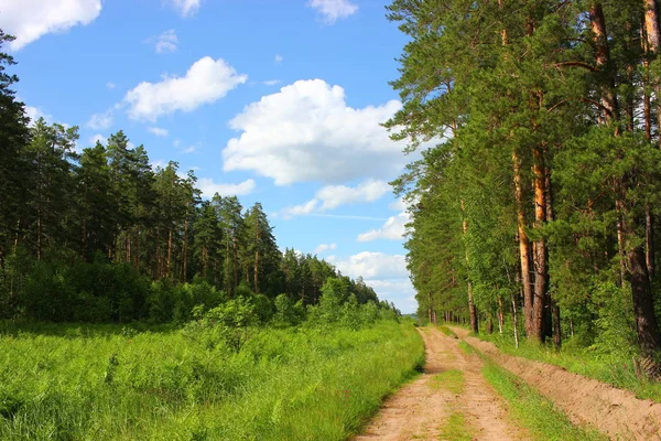 Bir patika, güzel ormanları, mavi gökyüzünde görmek bir ilham yaz manzara orman.