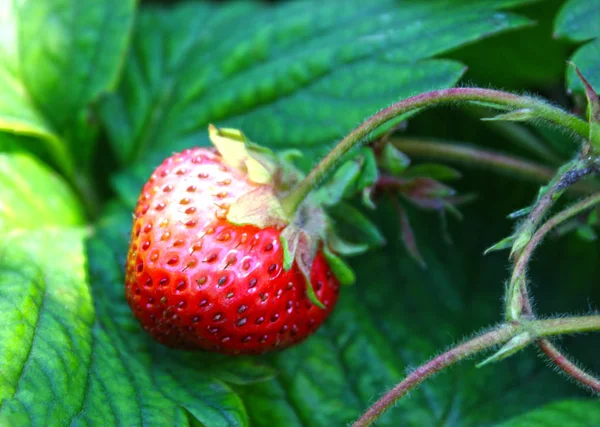 Ripe Strawberries Grow Farm Ground Green Leaves — Stock Photo, Image