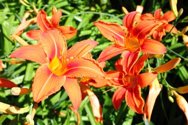 Güzel sarı, turuncu çiçekler güneş ışığı görünümünü. Yakın çekim yaz bahçede