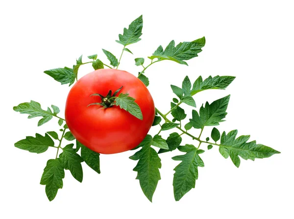 Dojrzałe Czerwone Pomidory Liśćmi Izolacja Białe Tło Pod Ścieżką Wycinania — Zdjęcie stockowe