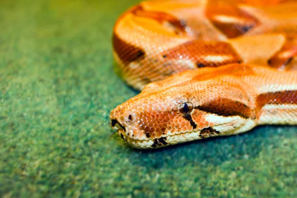 Schlange Gelb Ihr Auge Auf Einem Grünen Hintergrund Gerollt Isognitaya — Stockfoto