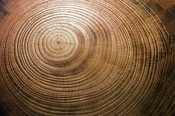 Bir çam ağacının enine kesitinin dokusu, yıllık halkaların kesitleri.