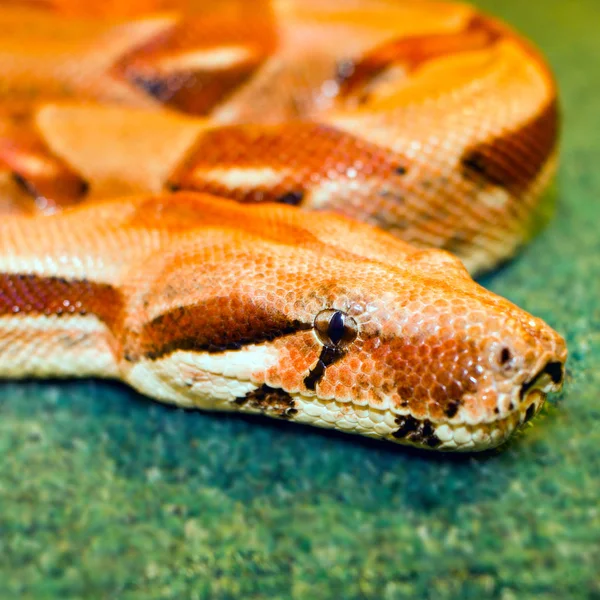 Schlange Gelb Ihr Auge Auf Einem Grünen Hintergrund Gerollt Isognitaya — Stockfoto