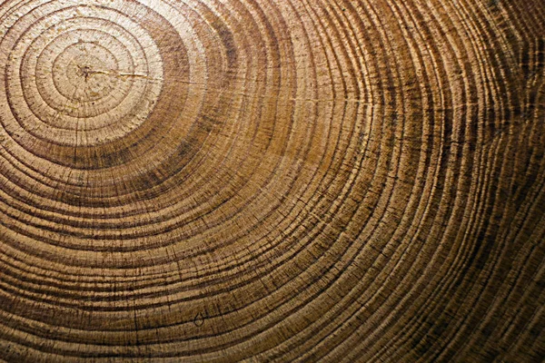 Bir çam ağacının enine kesitinin dokusu, yıllık halkaların kesitleri.