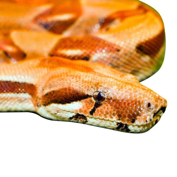 蛇黄色的眼睛盯着绿色的背景卷起异种爬行动物 被白色的背景隔开 — 图库照片