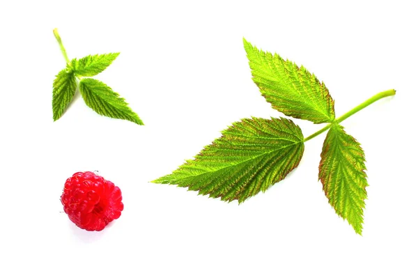 Φρέσκα Κόκκινα Μούρα Πράσινο Φόντο Φύλλα Λευκό Φόντο Υγιή Τρόφιμα — Φωτογραφία Αρχείου