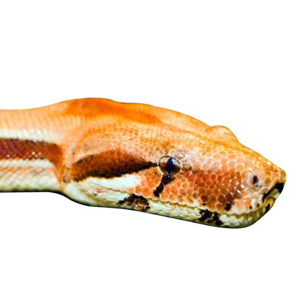 Cabeza Serpiente Amarillo Ojo Reptil Aislado Sobre Fondo Blanco —  Fotos de Stock