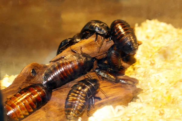 Kakerlakenkolonie Nahaufnahme Lebensraum Insekt Freien — Stockfoto