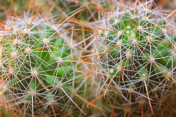 Cactus Verde Espinoso Primer Plano Enfoque Selectivo Uso Como Fondo —  Fotos de Stock