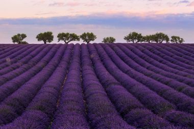 Satır lavanta lavanta Provence ve gündoğumu, tepede zeytin ağaçları, bulut uzaktan Provencerows içinde.