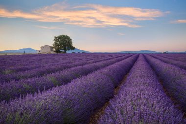 Sunriserows küçük bir eski ev ve küçük bir ağaç ile gündoğumu, Provence lavanta, Provence lavanta