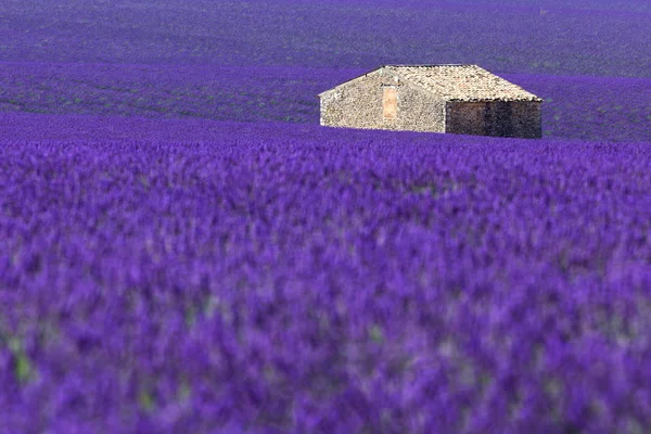 Gran Campo Lavanda Con Una Pequeña Casa Medio Prados Violetas —  Fotos de Stock