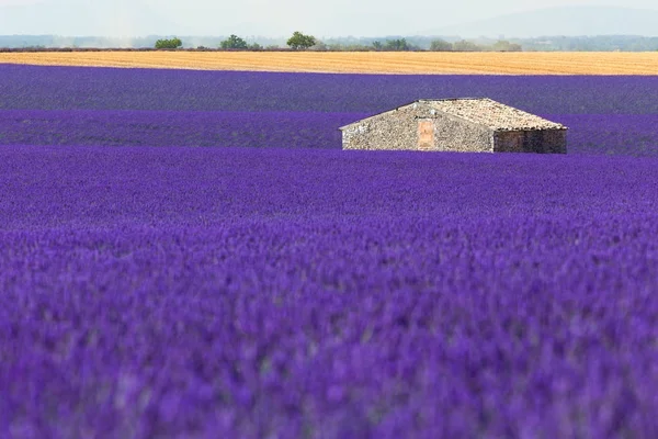 Large Lavender Field Little House Middle Wheat Fields Blu Sky — Stock Photo, Image