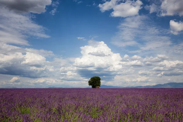 Large Lavender Field Vith Small Tree Midde Blu Sky Some — Stock Photo, Image