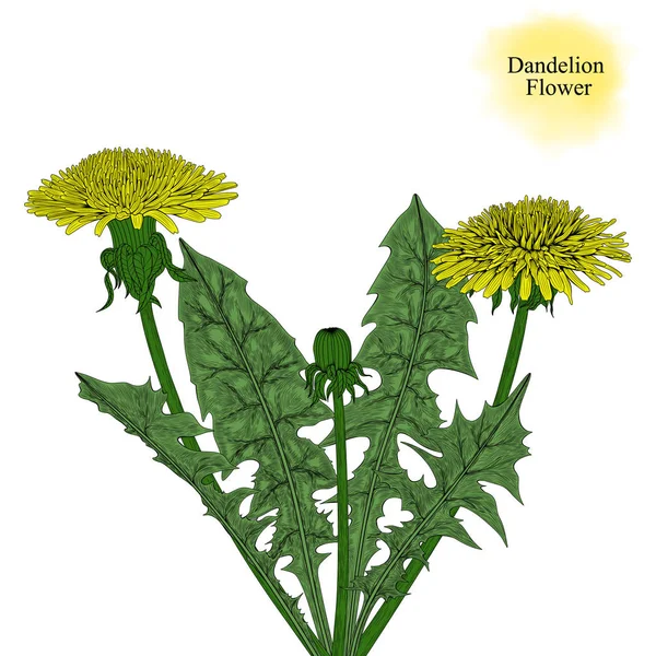 Hand Drawn Dandelion Flower Leaves Vector Eps — 스톡 벡터