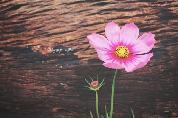 Cosmos rosados flores —  Fotos de Stock