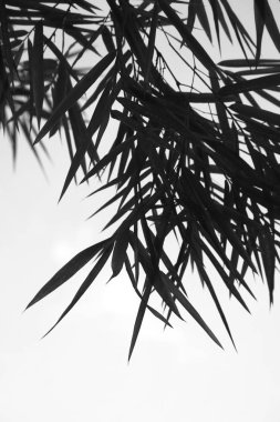 Bambu yaprakları ile gölge