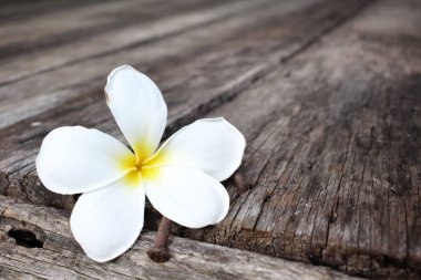 Ahşap arka plan üzerinde beyaz frangipani çiçek