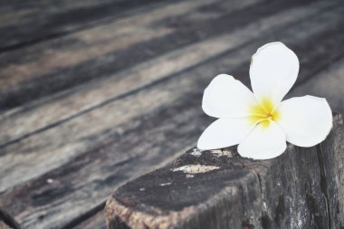 Ahşap arka plan üzerinde beyaz frangipani çiçek