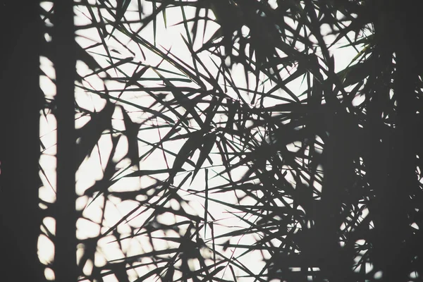 Foglie di bambù con ombra — Foto Stock