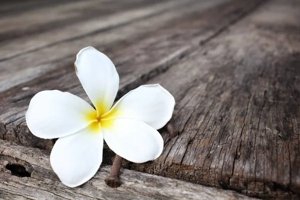 White frangipani flower on wood background — Stock Photo, Image