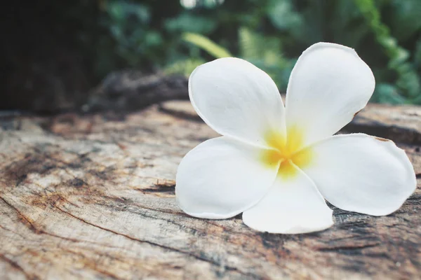 Vita frangipani blomma på trä bakgrund — Stockfoto