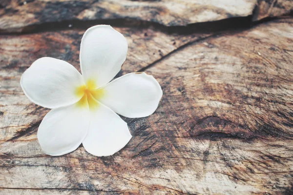 White frangipani flower on wood background