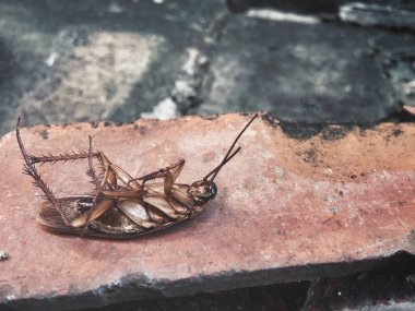 Hamam böceği yakın çekim