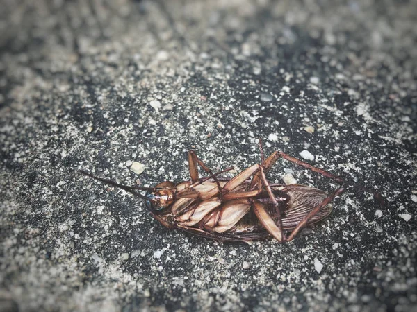 Hamam böceği yakın çekim — Stok fotoğraf