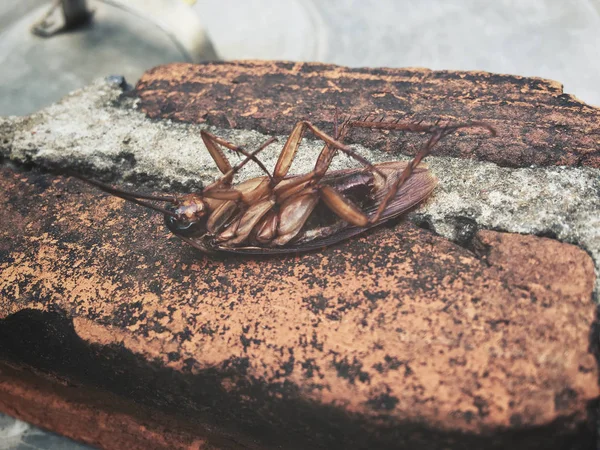 Close up of cockroach — Stock Photo, Image