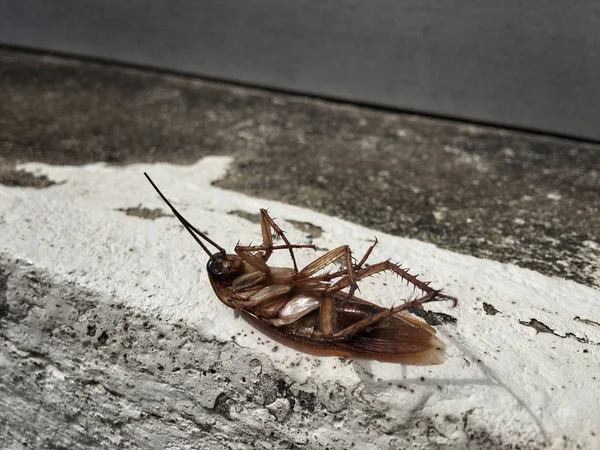 Nahaufnahme einer Kakerlake — Stockfoto