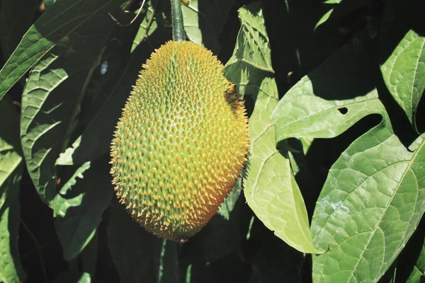 Fruta del gas en árbol — Foto de Stock