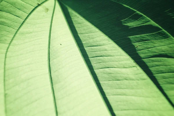 Leaves with shadow — Stock Photo, Image